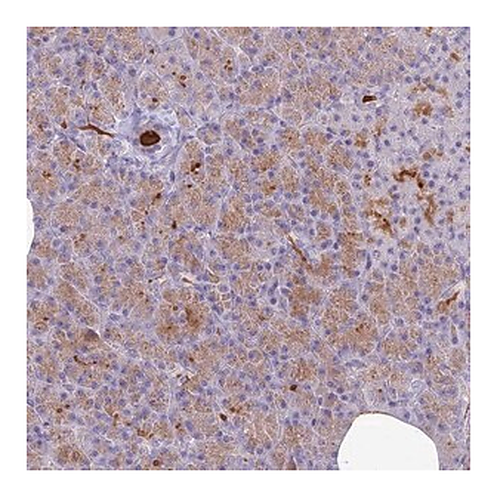 Merck Anti-NEURL1 antibody produced in rabbit