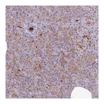 Merck Anti-NEURL1 antibody produced in rabbit