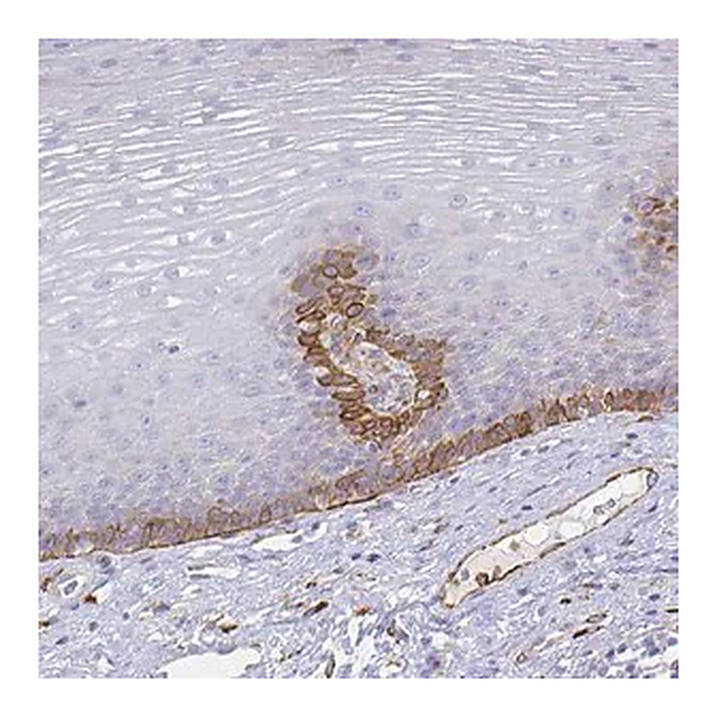 Merck Anti-SMURF1 antibody produced in rabbit