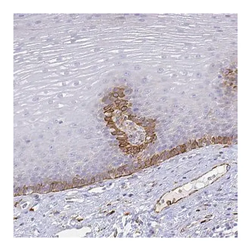Merck Anti-SMURF1 antibody produced in rabbit