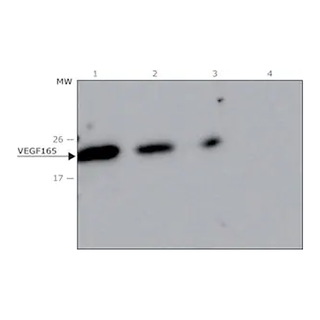 Merck Anti-VEGF165 antibody, Mouse monoclonal