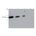 Merck Anti-VEGF165 antibody, Mouse monoclonal
