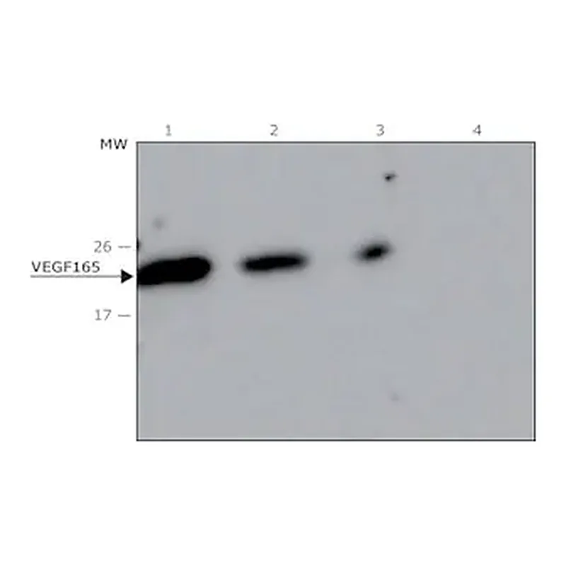 Merck Anti-VEGF165 antibody, Mouse monoclonal