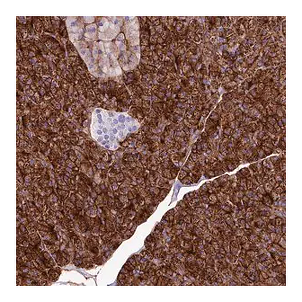 Merck Anti-ANO6 antibody produced in rabbit