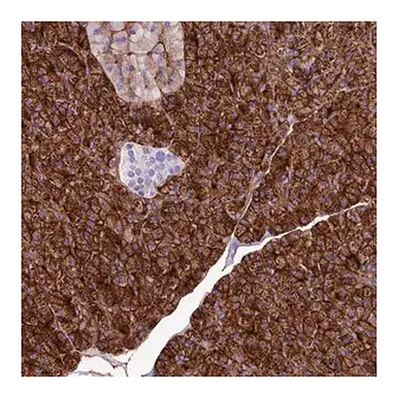 Merck Anti-ANO6 antibody produced in rabbit