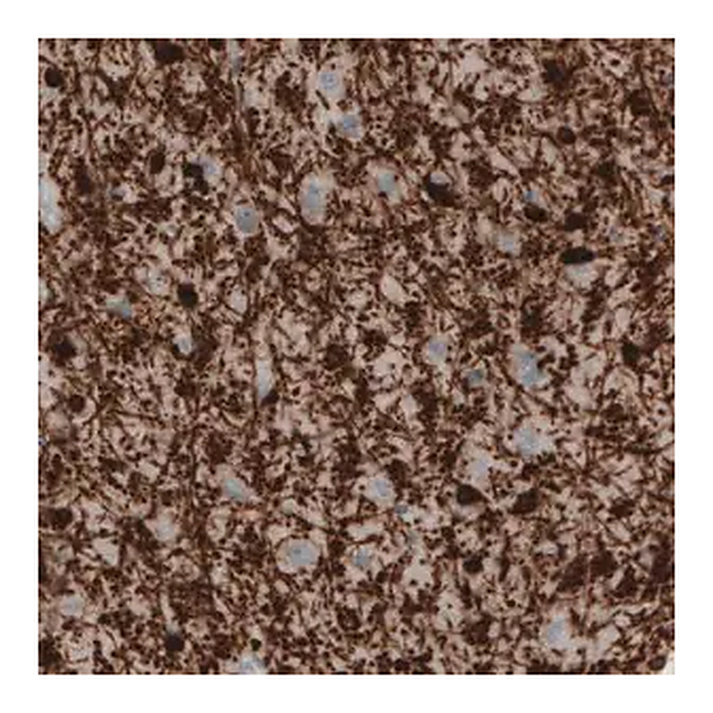 Merck Monoclonal Anti-CNP antibody produced in mouse