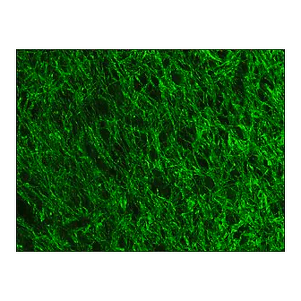 Merck Anti- Neurofilament 200-FITC antibody, Mouse monoclonal