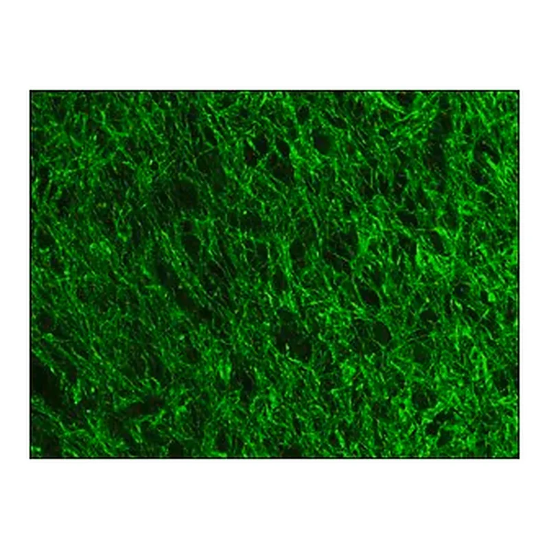 Merck Anti- Neurofilament 200-FITC antibody, Mouse monoclonal