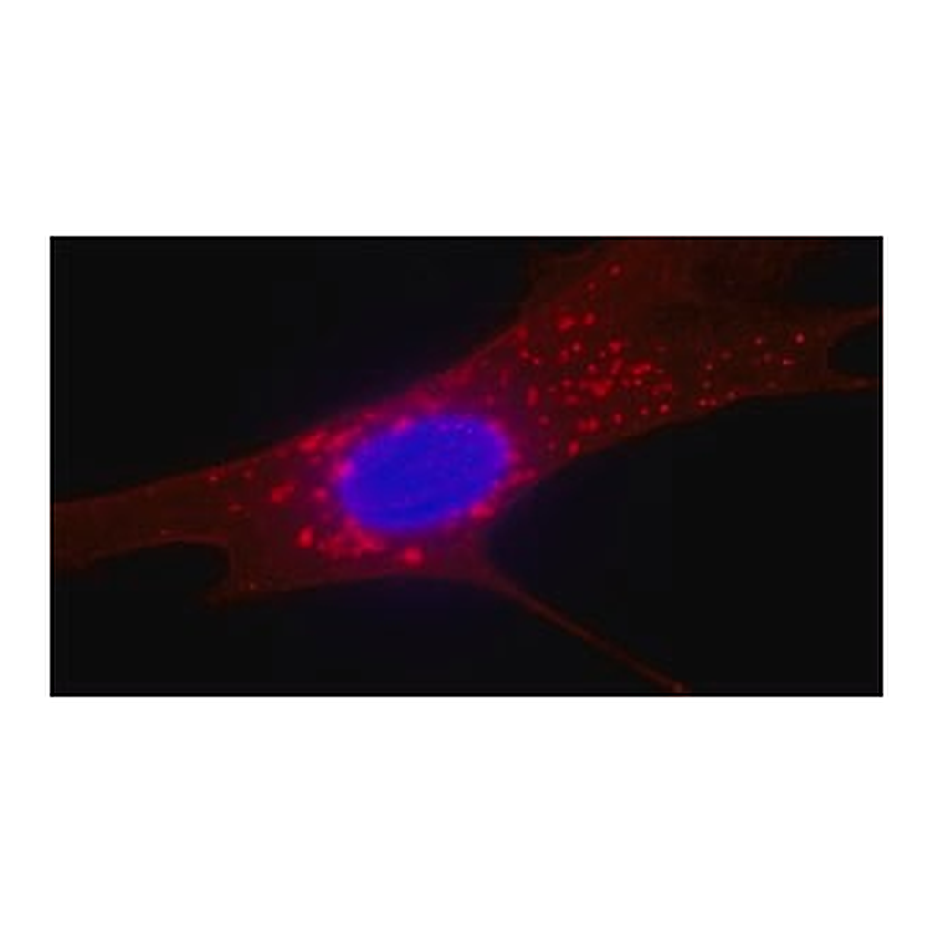 Merck Anti-Fibroblast Surface Protein antibody, Mouse monoclonal