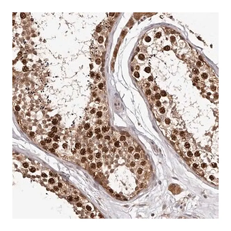 Merck Anti-RNF187 antibody produced in rabbit