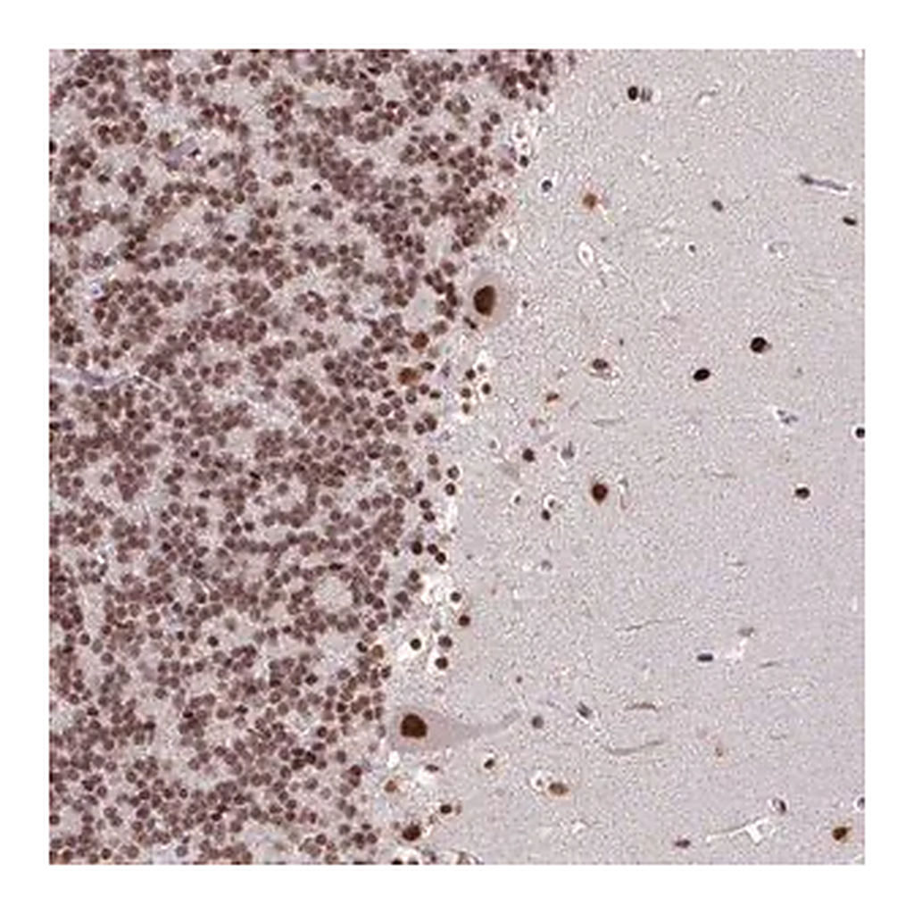 Merck Anti-TDG antibody produced in rabbit