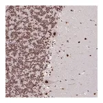 Merck Anti-TDG antibody produced in rabbit