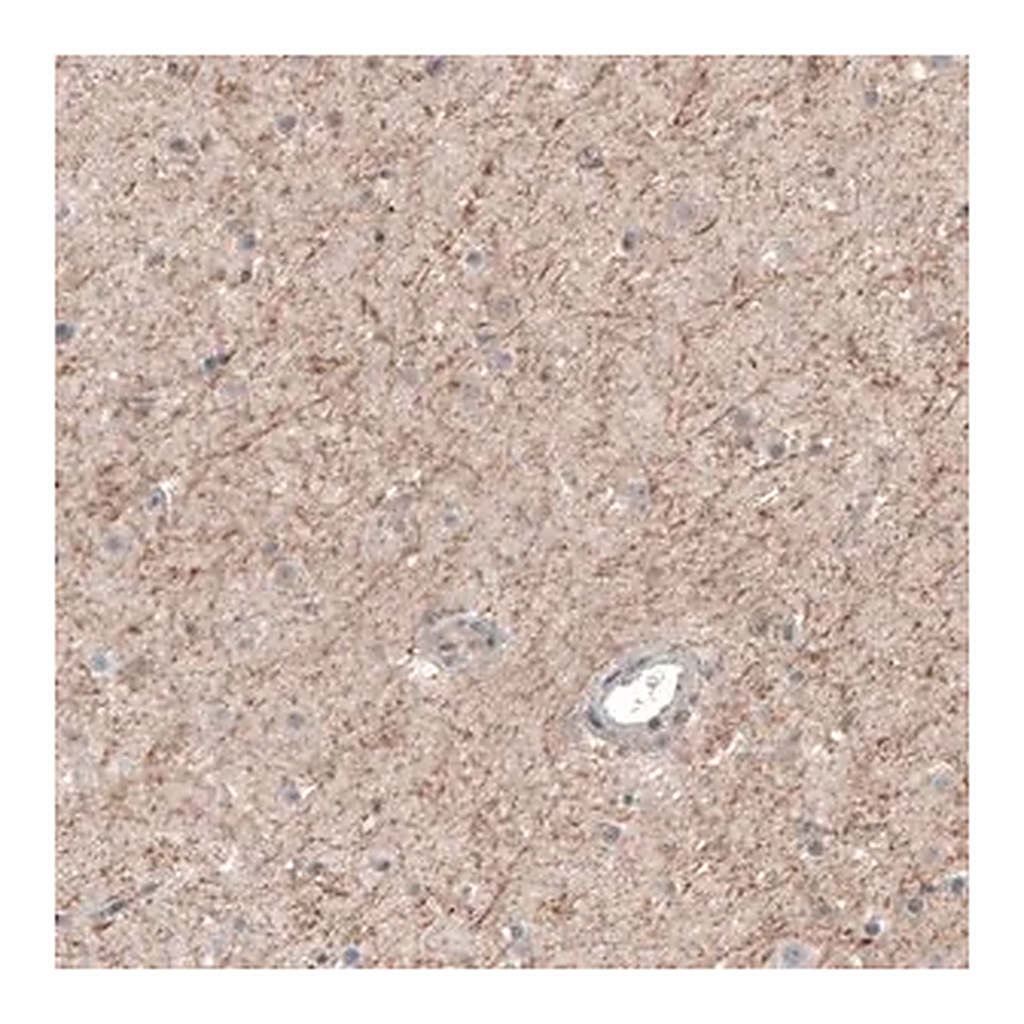 Merck Anti-CHRM3 antibody produced in rabbit