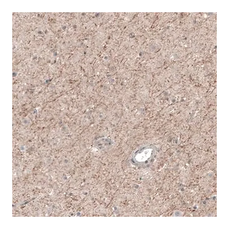 Merck Anti-CHRM3 antibody produced in rabbit