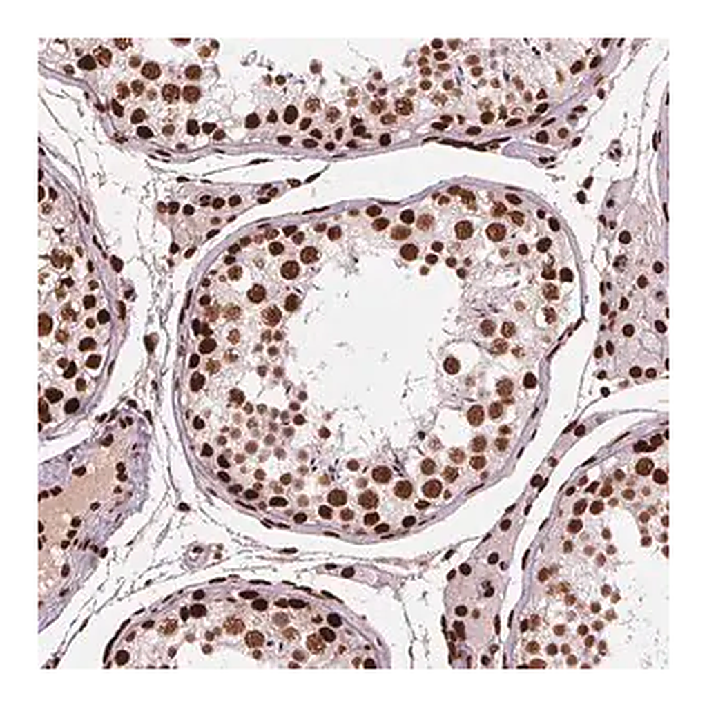 Merck Anti-BRD4 antibody produced in rabbit