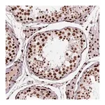 Merck Anti-BRD4 antibody produced in rabbit