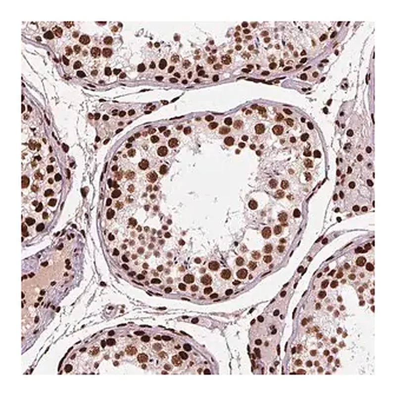 Merck Anti-BRD4 antibody produced in rabbit
