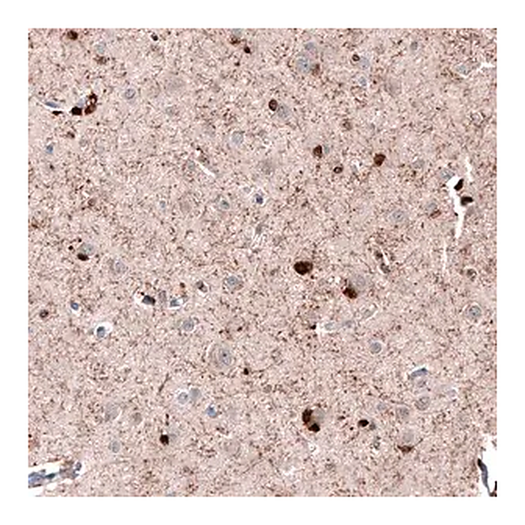 Merck Anti-ROBO2 antibody produced in rabbit