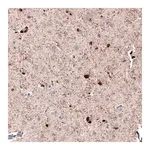 Merck Anti-ROBO2 antibody produced in rabbit