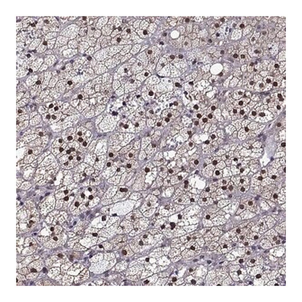 Merck Anti-NR4A1 antibody produced in rabbit