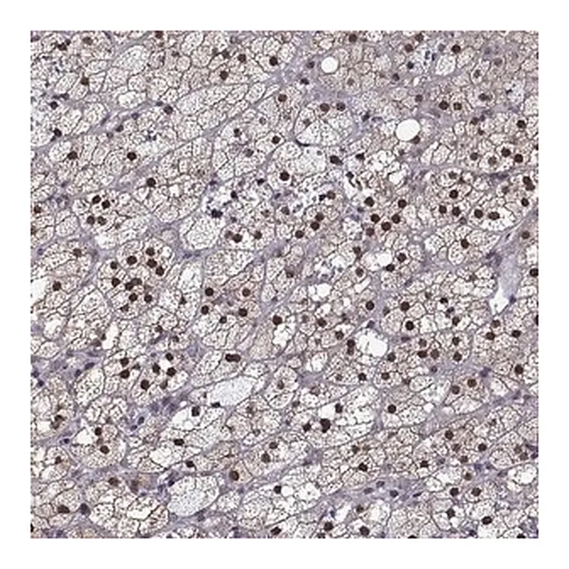 Merck Anti-NR4A1 antibody produced in rabbit