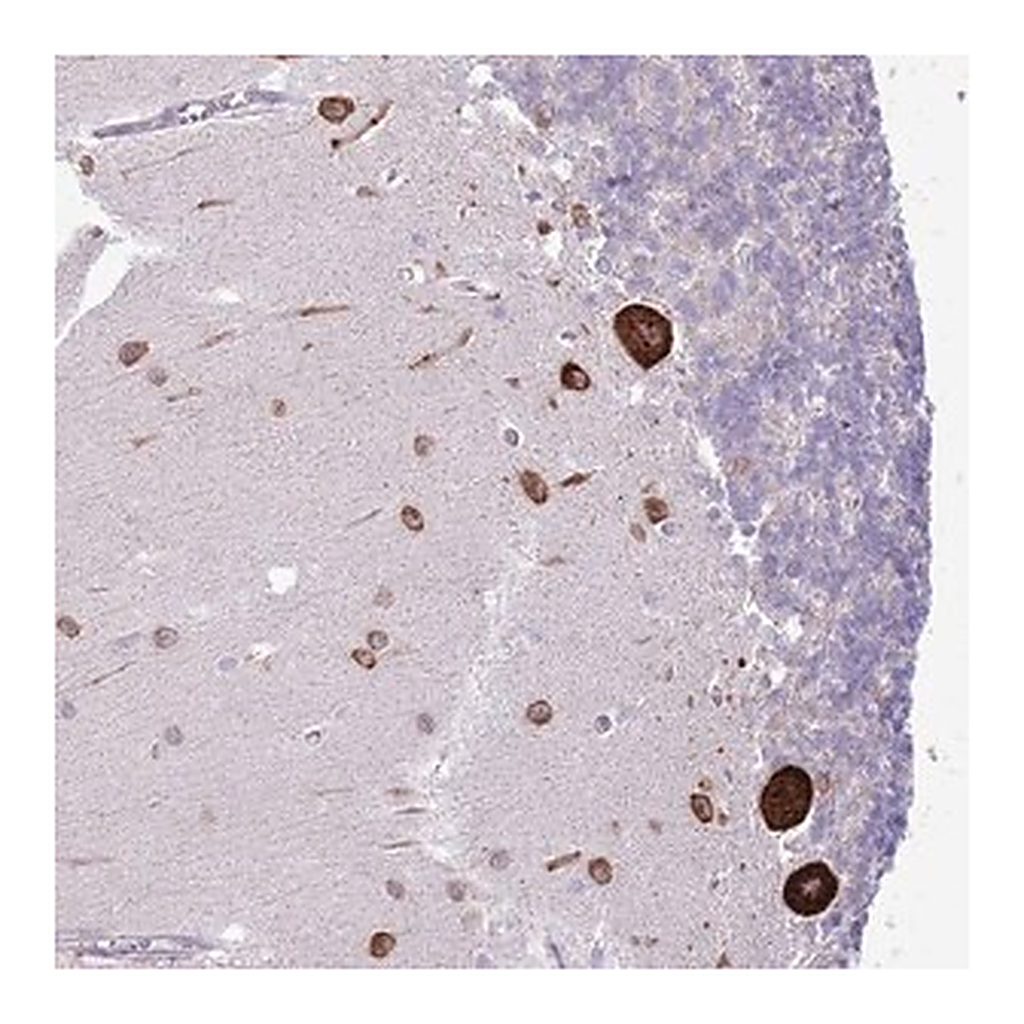 Merck Anti-FBRSL1 antibody produced in rabbit