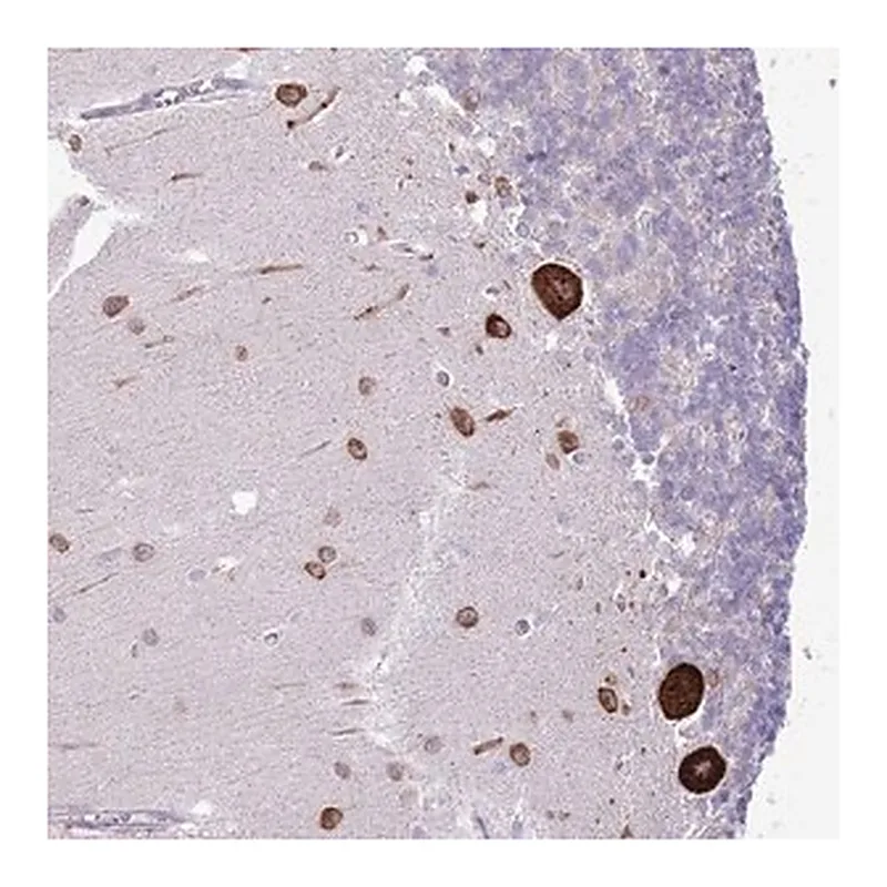 Merck Anti-FBRSL1 antibody produced in rabbit