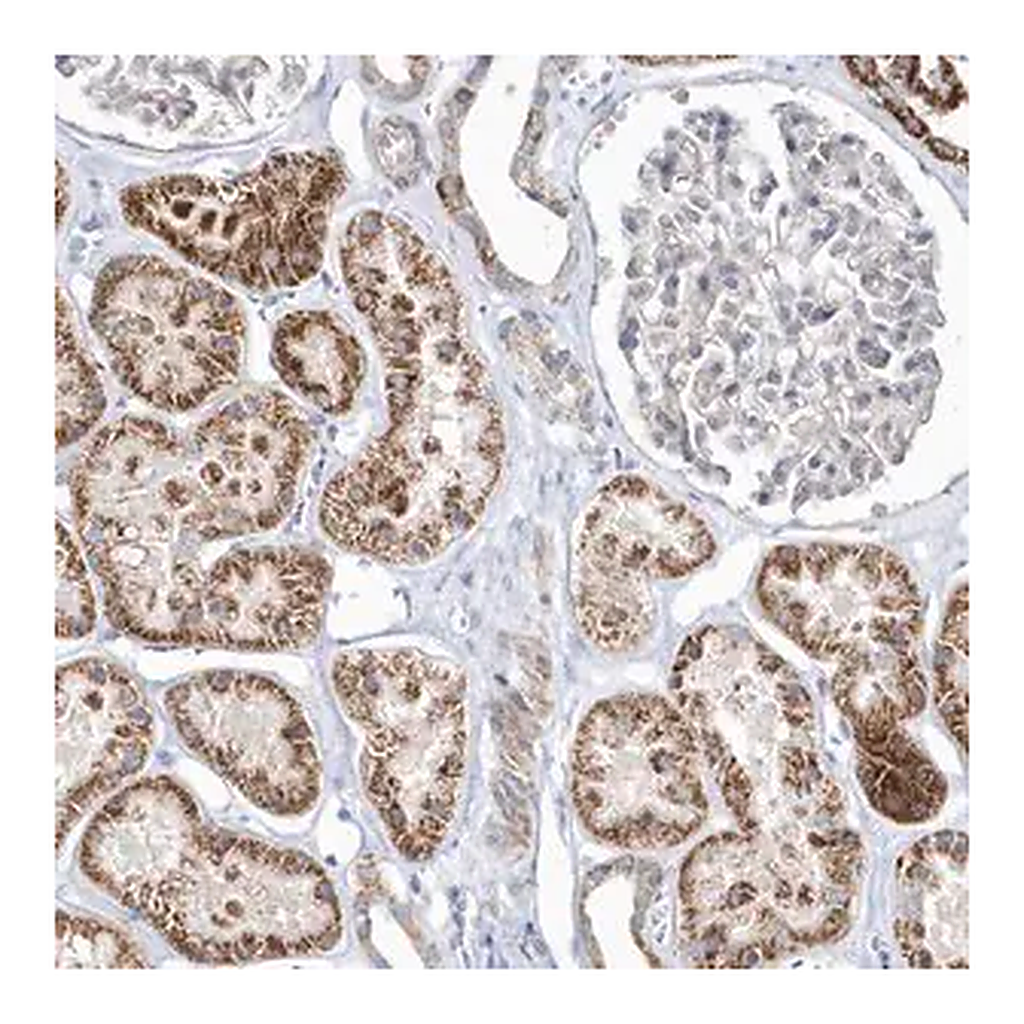 Merck Anti-OPA1 antibody produced in rabbit