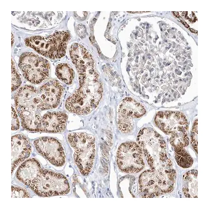 Merck Anti-OPA1 antibody produced in rabbit