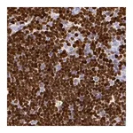 Merck Anti-SATB1 antibody produced in rabbit