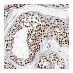 Merck Anti-SNRNP200 antibody produced in rabbit
