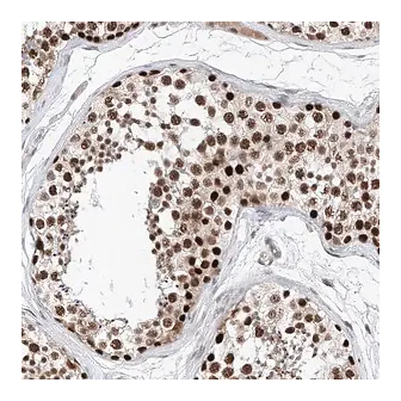Merck Anti-SNRNP200 antibody produced in rabbit