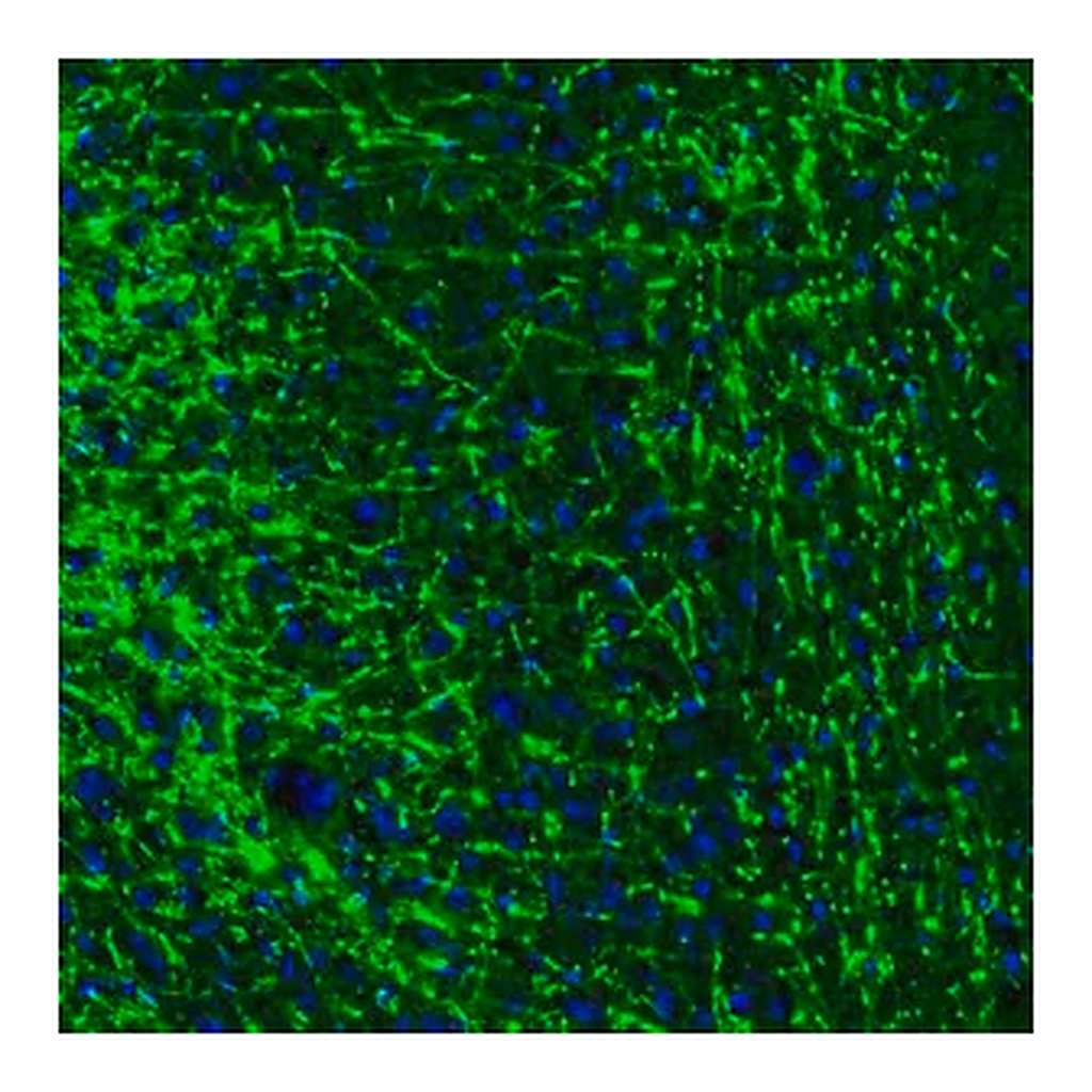Merck Anti-MBP antibody produced in rabbit