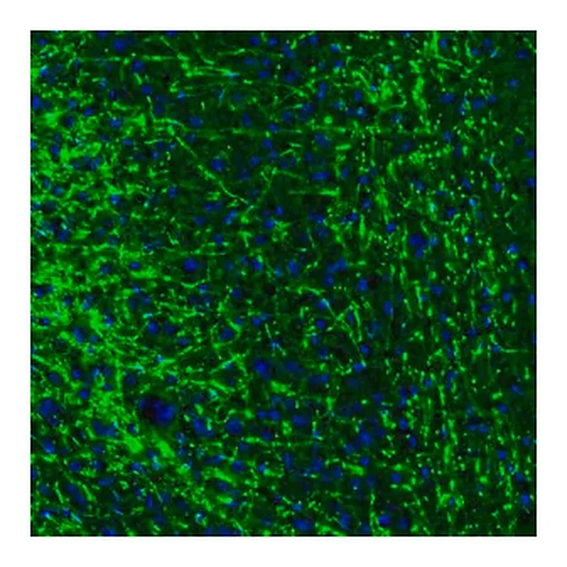 Merck Anti-MBP antibody produced in rabbit
