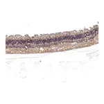 Merck Anti-RS1 antibody produced in rabbit