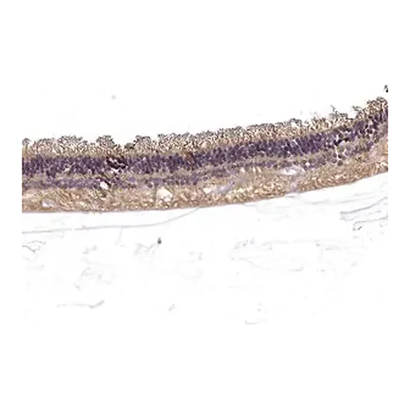 Merck Anti-RS1 antibody produced in rabbit