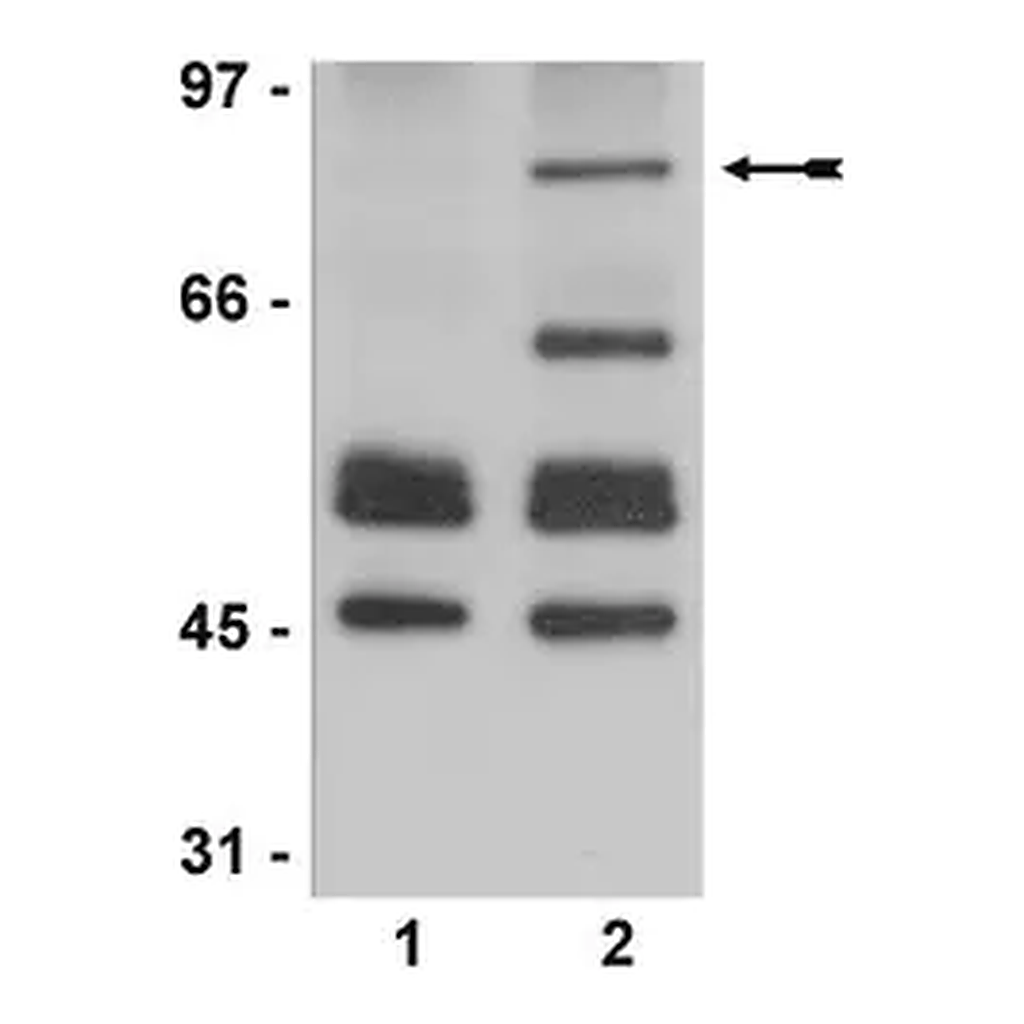 Merck Anti-acetyl-p53 Antibody (Lys373, Lys382)