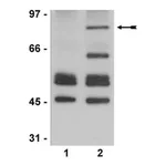 Merck Anti-acetyl-p53 Antibody (Lys373, Lys382)