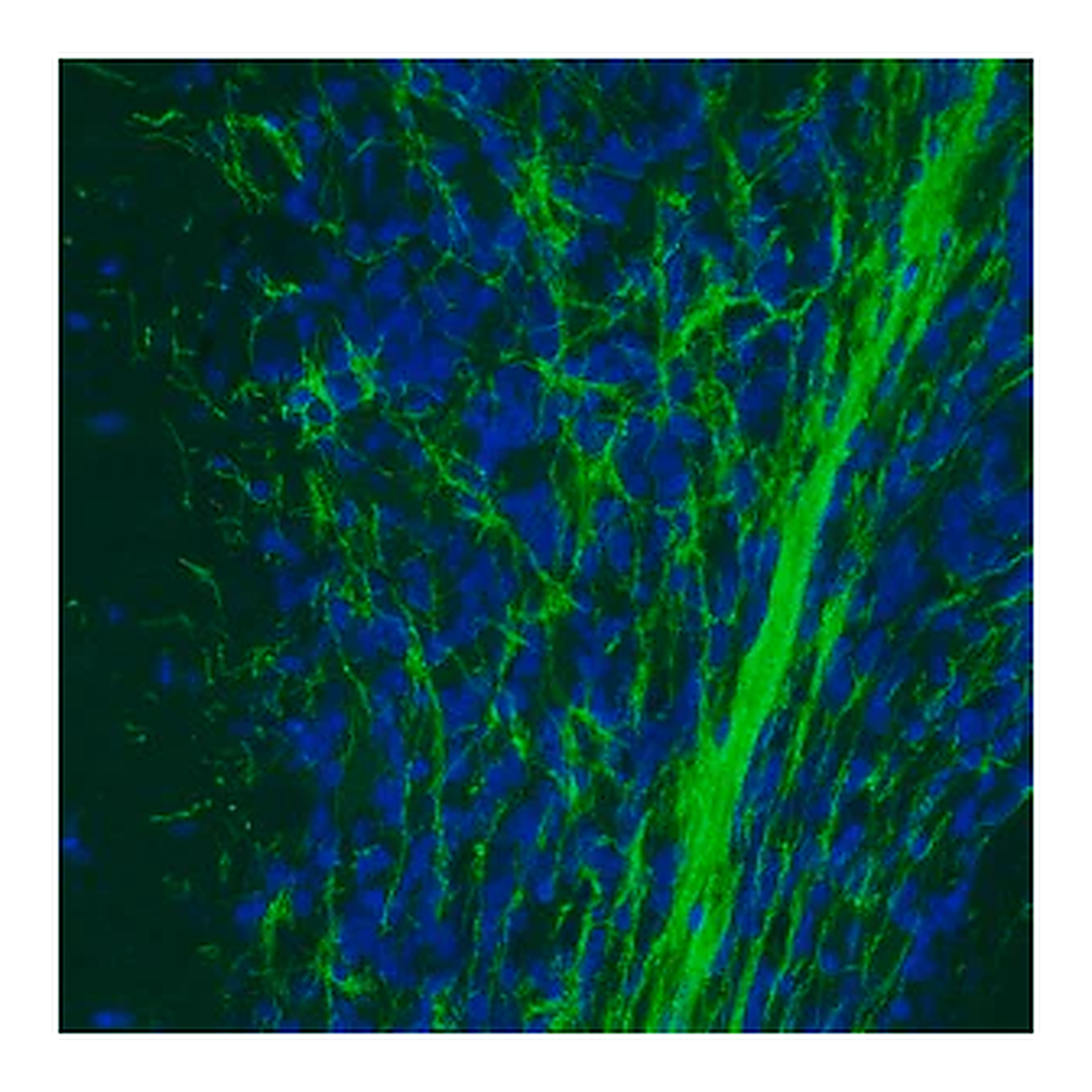 Merck Monoclonal Anti-MOG antibody produced in mouse