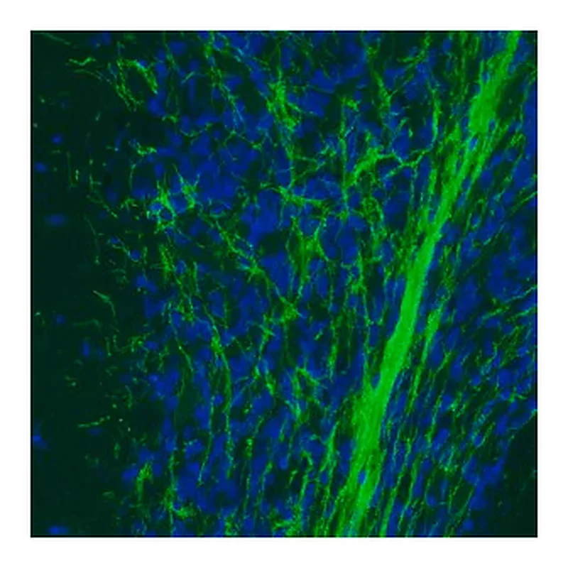 Merck Monoclonal Anti-MOG antibody produced in mouse