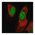 Merck Anti-PRRX1 antibody produced in rabbit
