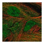 Merck Anti-MASP1 antibody produced in rabbit
