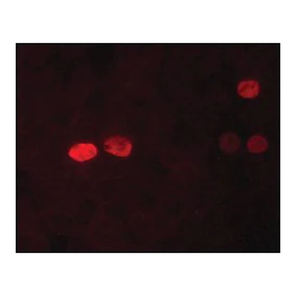 Merck Anti-Nanog antibody, Mouse monoclonal