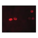 Merck Anti-Nanog antibody, Mouse monoclonal