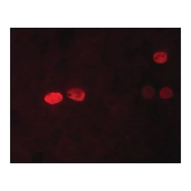 Merck Anti-Nanog antibody, Mouse monoclonal