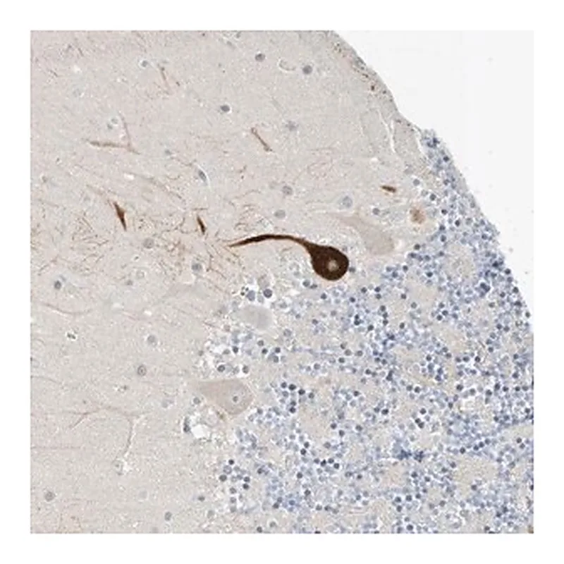 Merck Anti-RASA2 antibody produced in rabbit