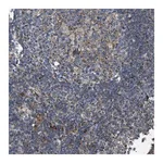 Merck Anti-BTN3A1 antibody produced in rabbit