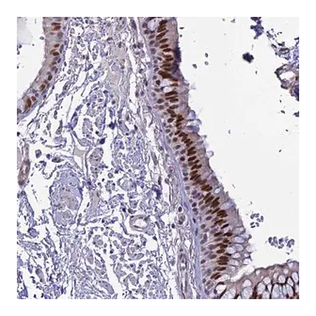 Merck Anti-CLK4 antibody produced in rabbit