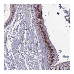 Merck Anti-CLK4 antibody produced in rabbit
