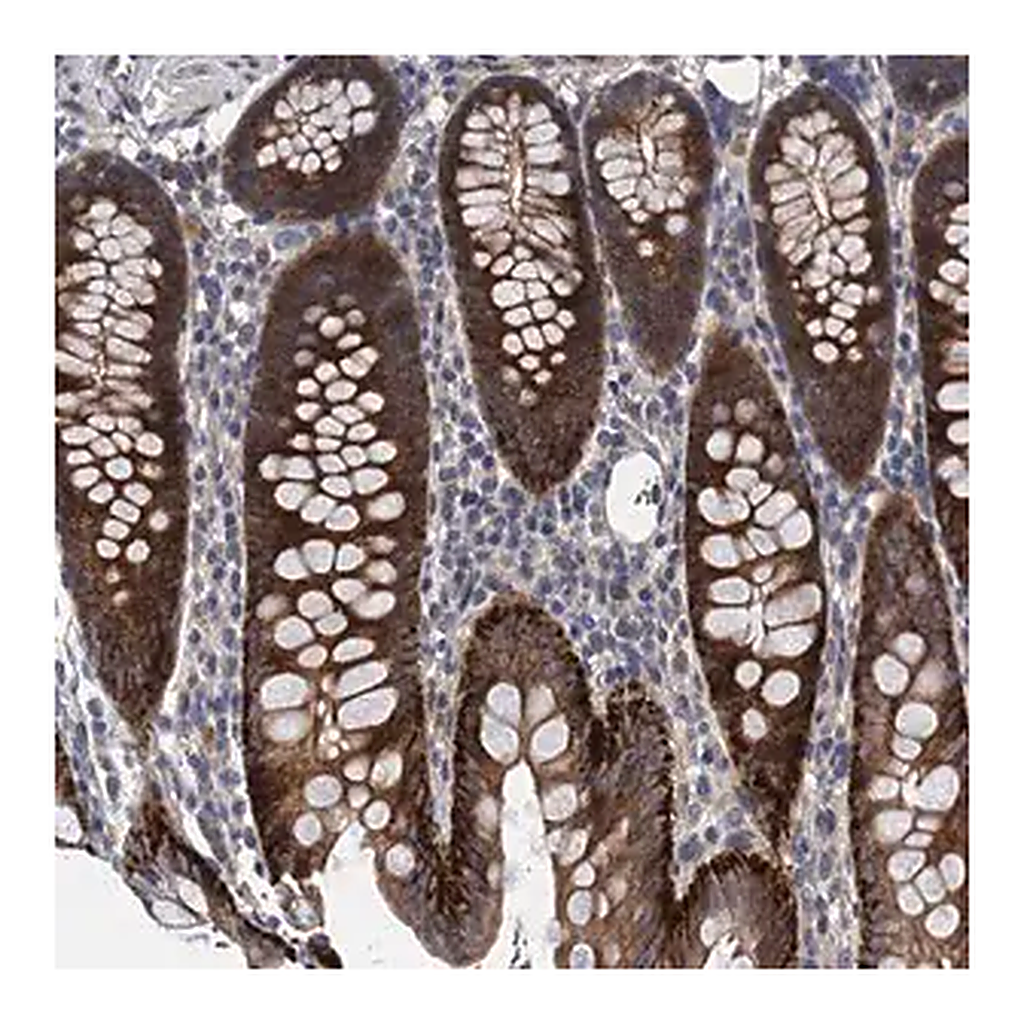 Merck Anti-TRAF7 antibody produced in rabbit